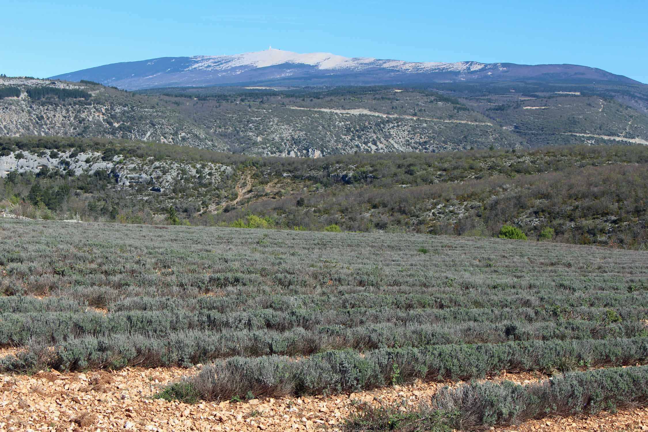 Mont Ventoux, champs de lavandes