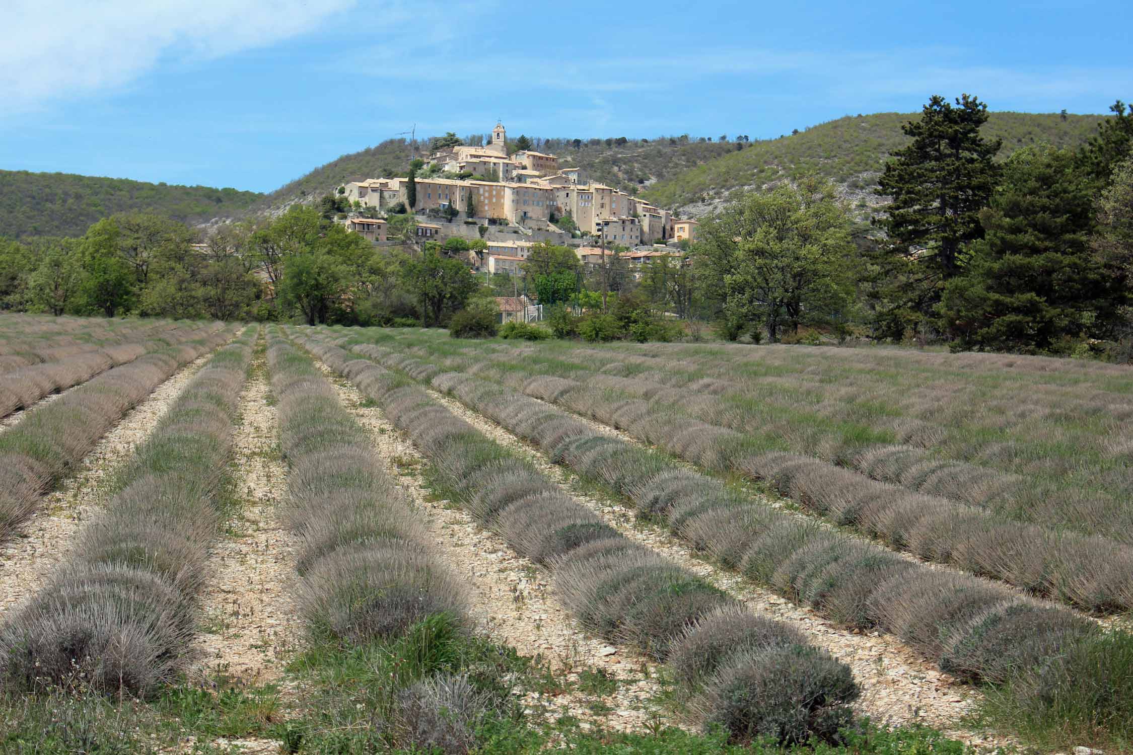 Banon, champs de lavandes