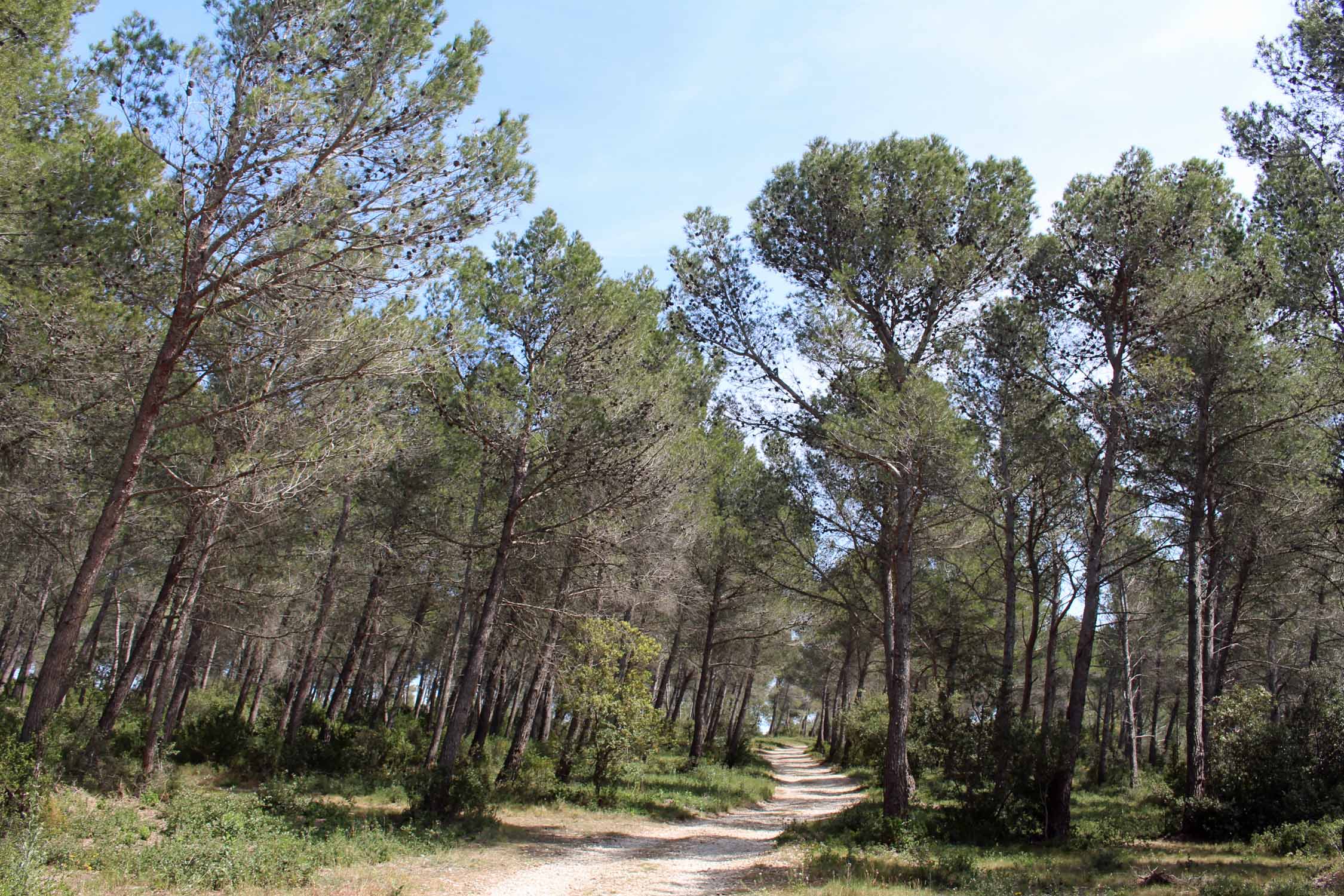 Les Alpilles, forêt