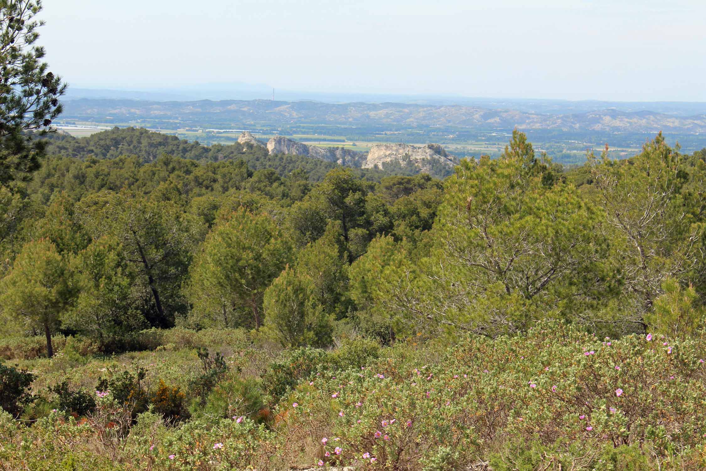 Les Alpilles, paysage