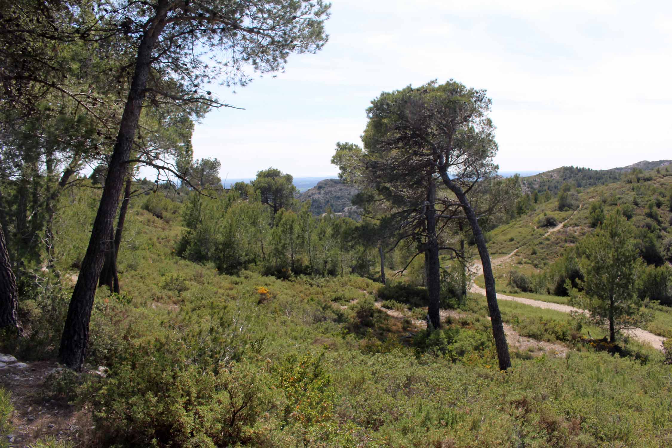 Les Alpilles, forêt, paysage