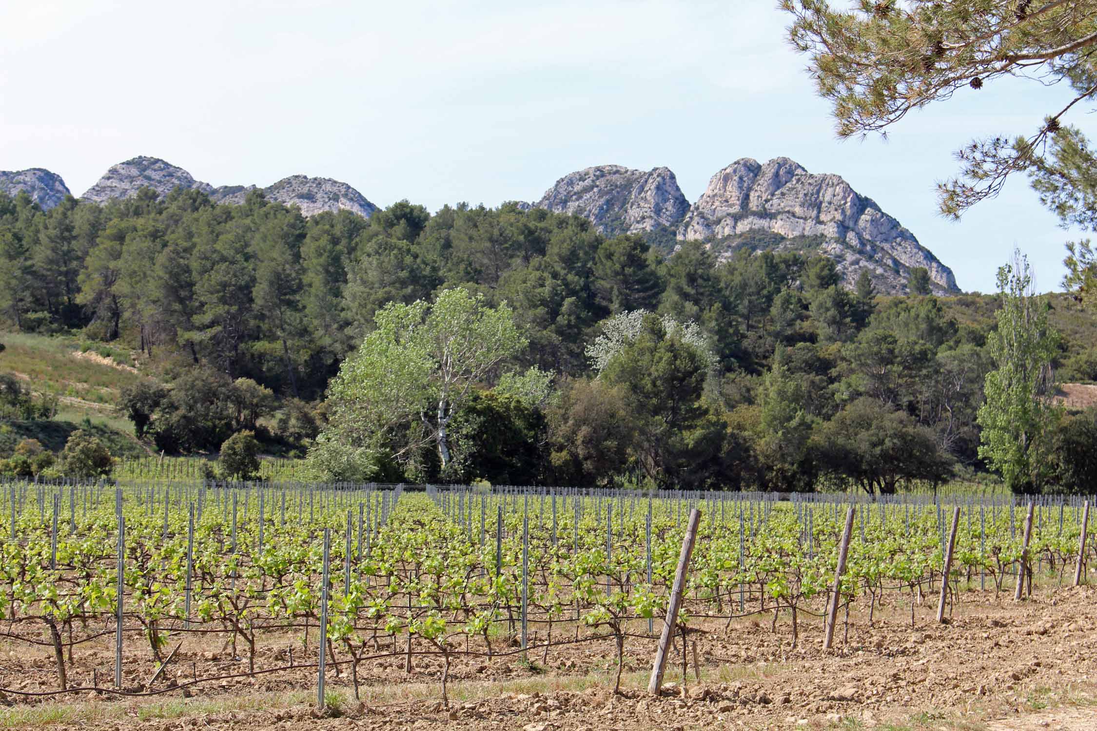 Parc régional des Alpilles