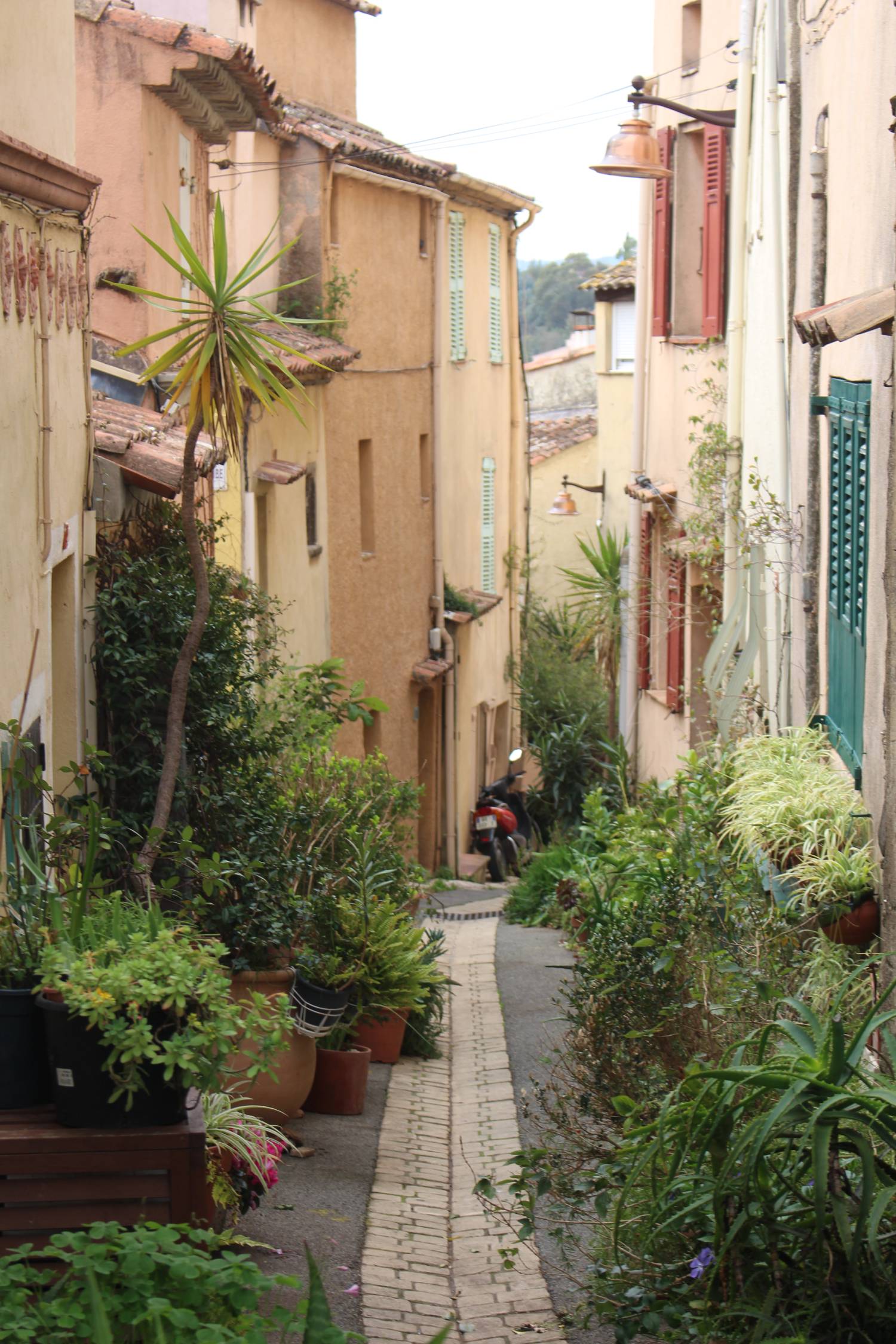 Cogolin, ruelle, plantes
