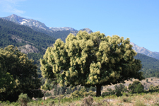 Corse, Ch&acirc;taignier