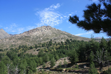 Corse, for&ecirc;t de Vergio