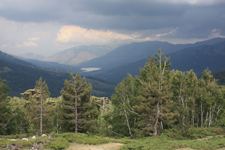 For&ecirc;t de Vergio, Corse