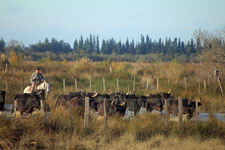 Camargue, gardian