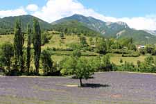 Lavande, vall&eacute;e de Comane
