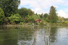 Amiens, hortillonnages, v&eacute;g&eacute;tations