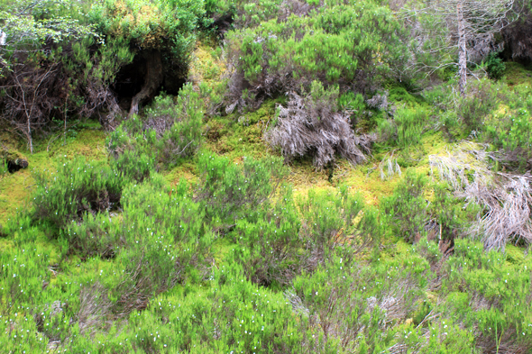 Glen Affric, végétation, écosse