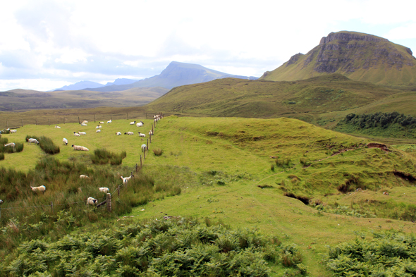 Quiraing, mouton