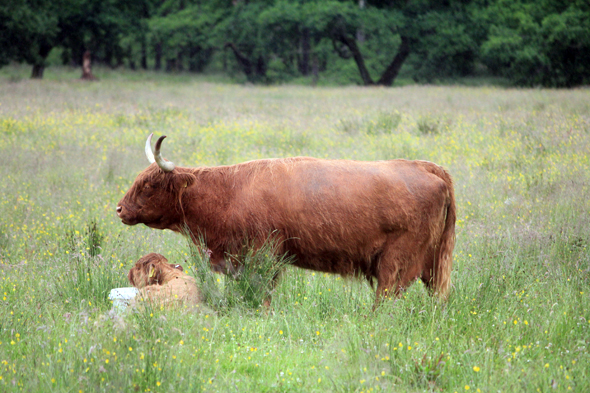 Vache écossaise