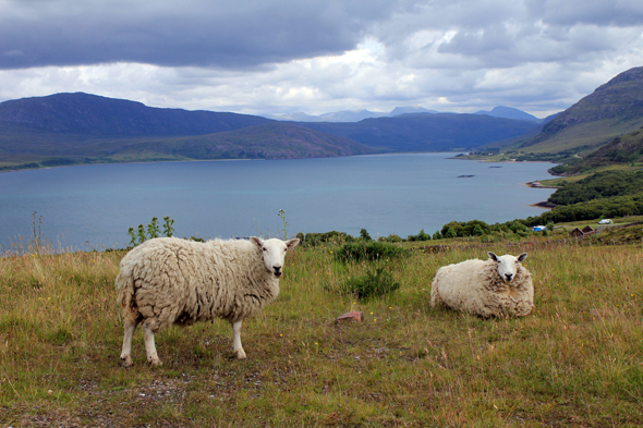 Mouton, écosse