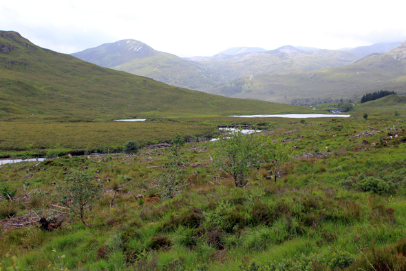 écosse, Glen Torridon