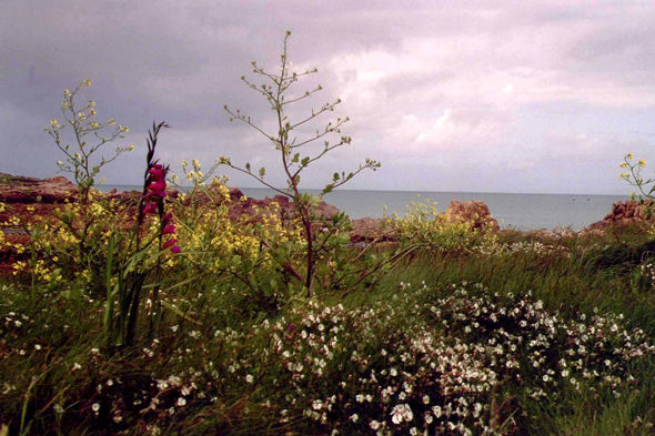 Baie de Vazon