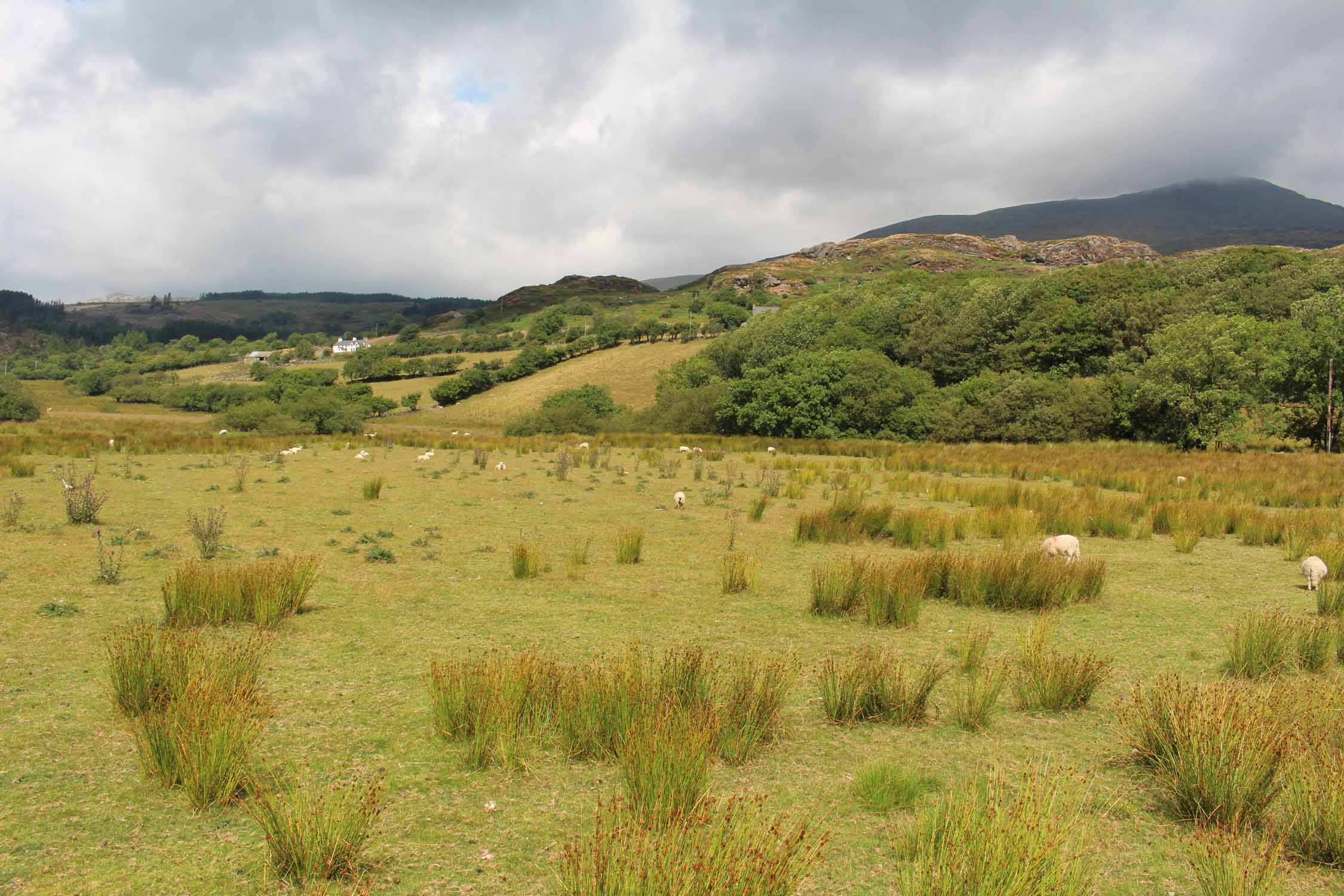 Pays de Galles, Afon Liedr, paysage