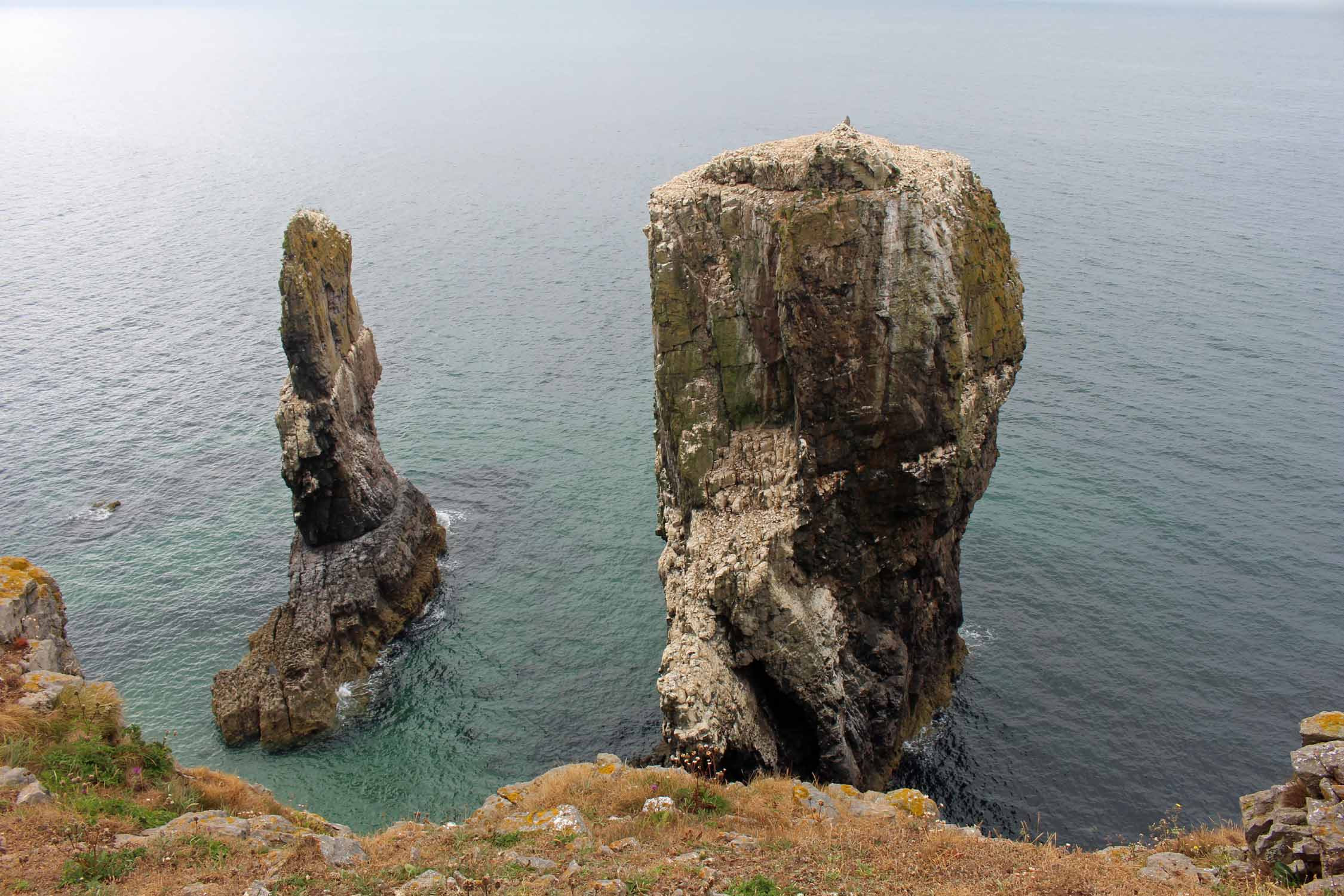 Pays de Galles, falaises, Elegug Stacks