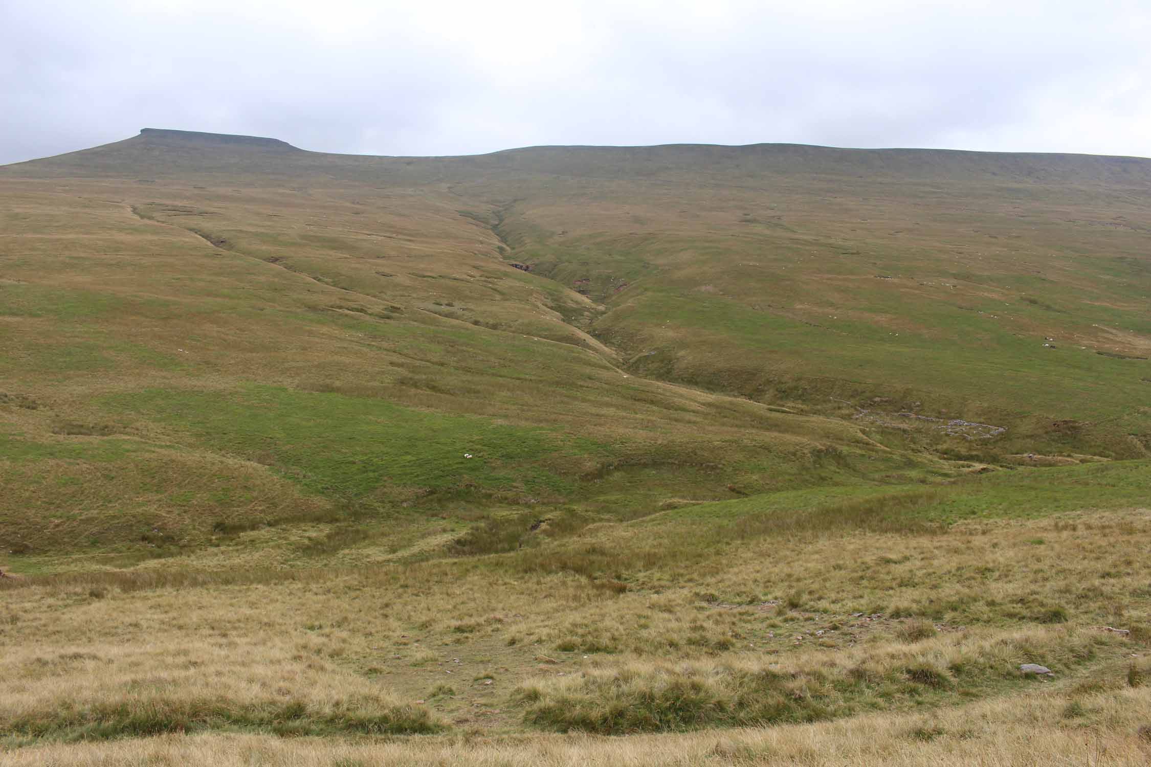 Pays de Galles, parc de Brecon Beacons, landes