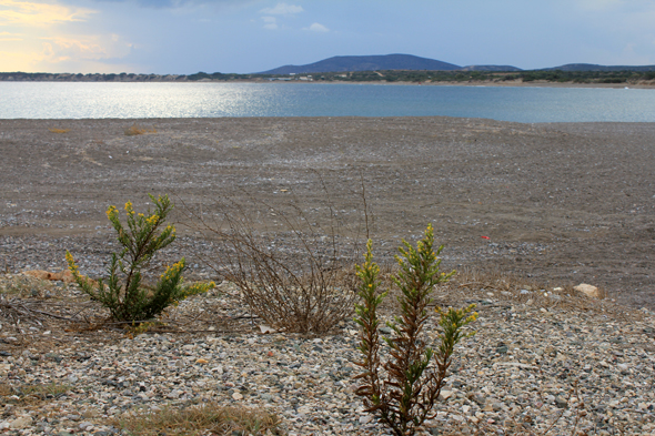 Plimmiri