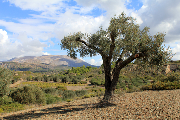 Olivier, Rhodes