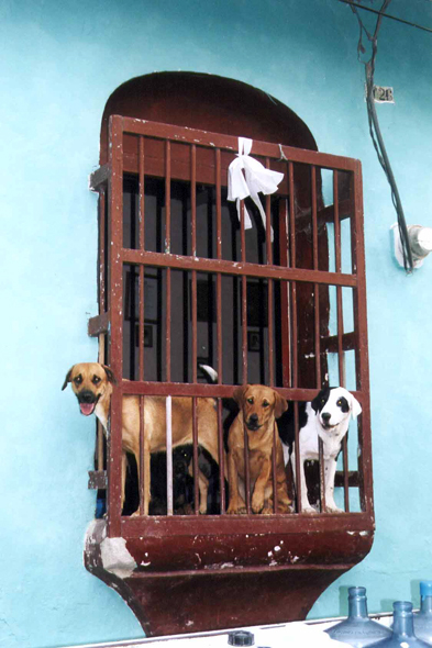 Guatemala, Flores, chiens