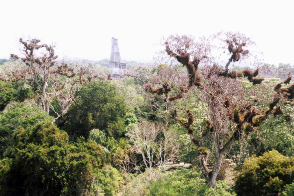 Cité maya de Tikal