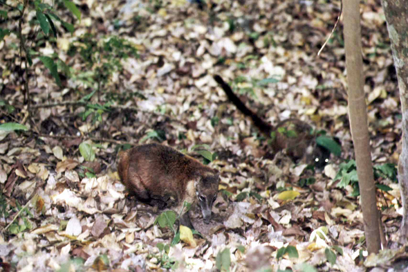 Tikal, coatis