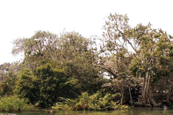 Guatemala, Rio Dulce, oiseaux