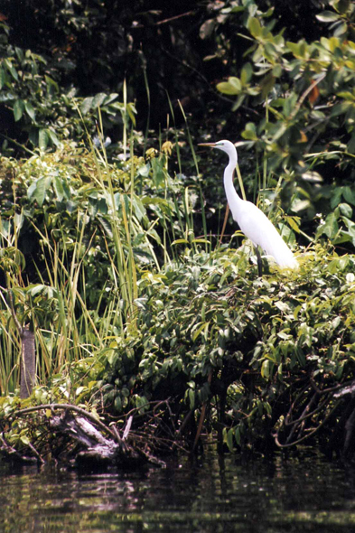 Guatemala, Rio Dulce, grande aigrette