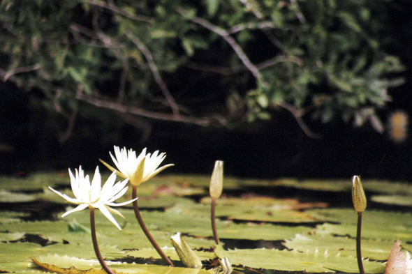 Guatemala, Rio Dulce, nénuphars