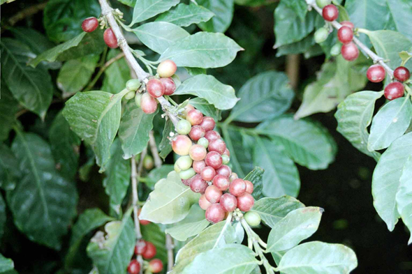 Guatemala, Antigua, cafe