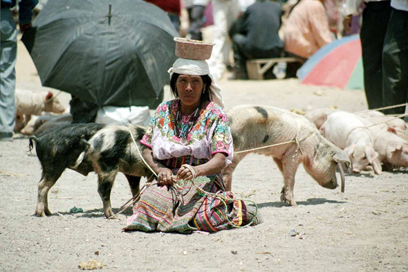 San Francisco de Alto, indienne, cochons