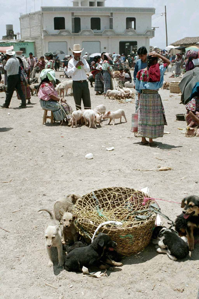 Almolonga, chiens