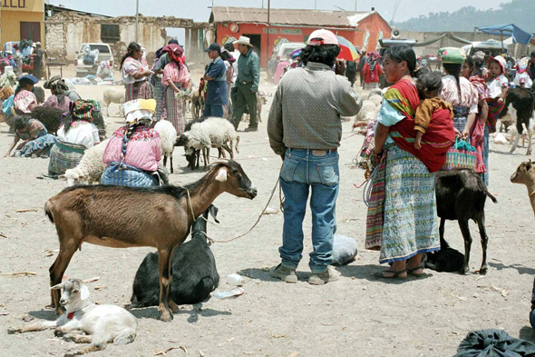 San Francisco de Alto, marché aux bestiaux