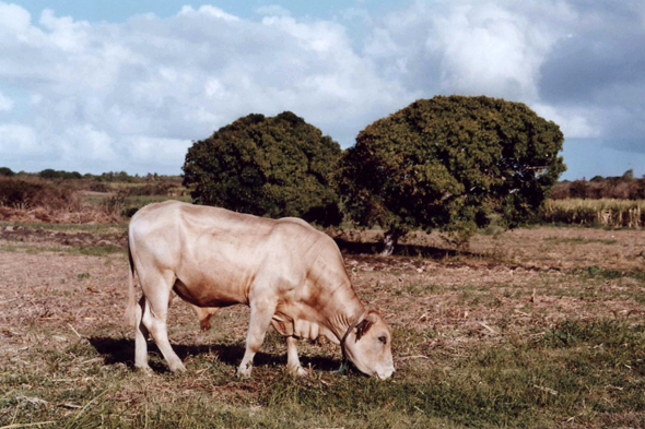 Guadeloupe, vache