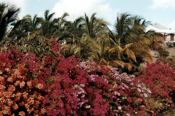 Le Helleux, bougainvillées