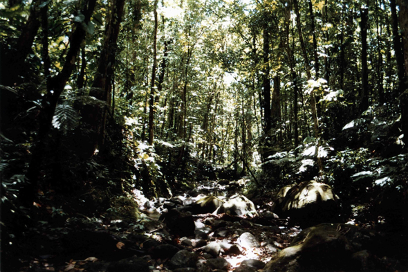 Guadeloupe, domaine de Valombreuse