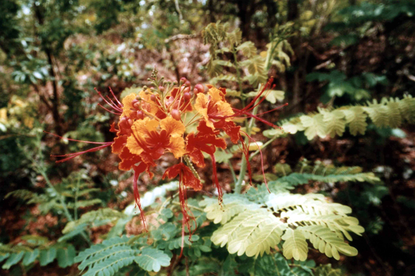 Les Saintes, colline du Chameau, fleurs