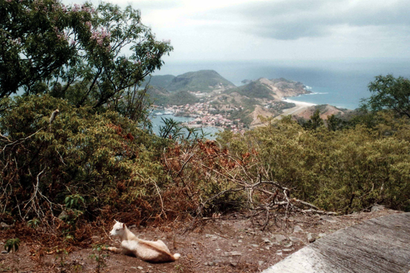 Les Saintes, le Chameau