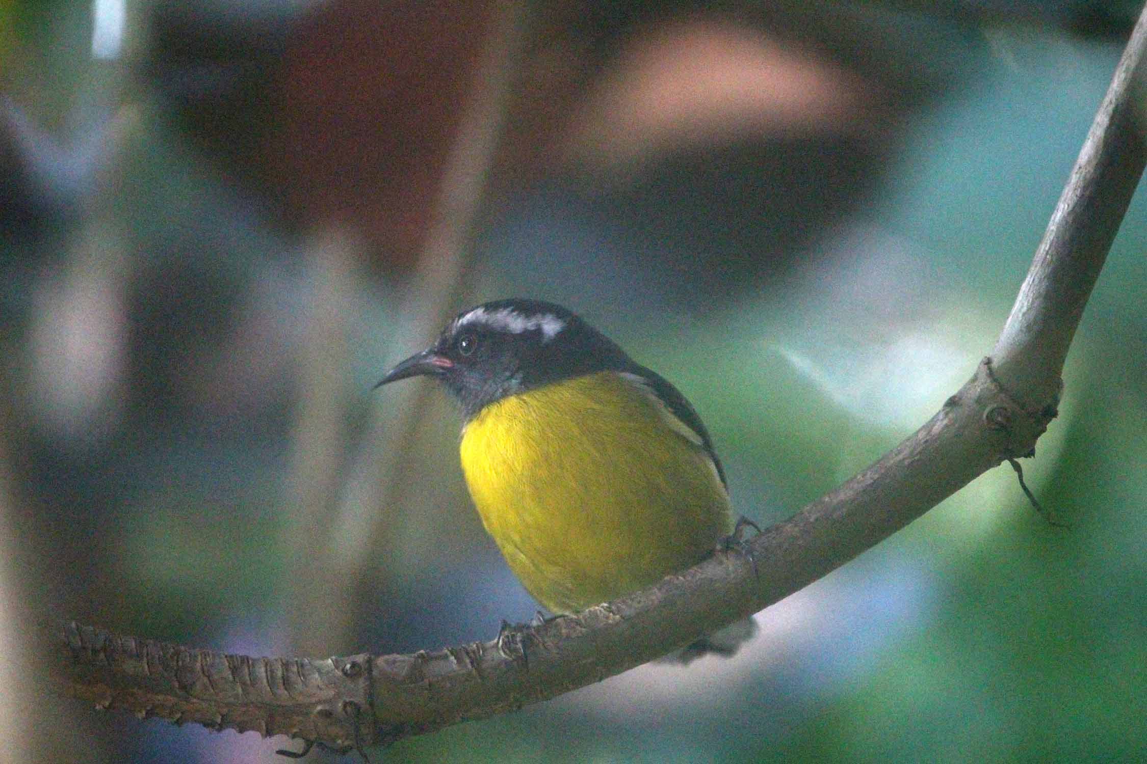 Oiseau sucrier, Guadeloupe