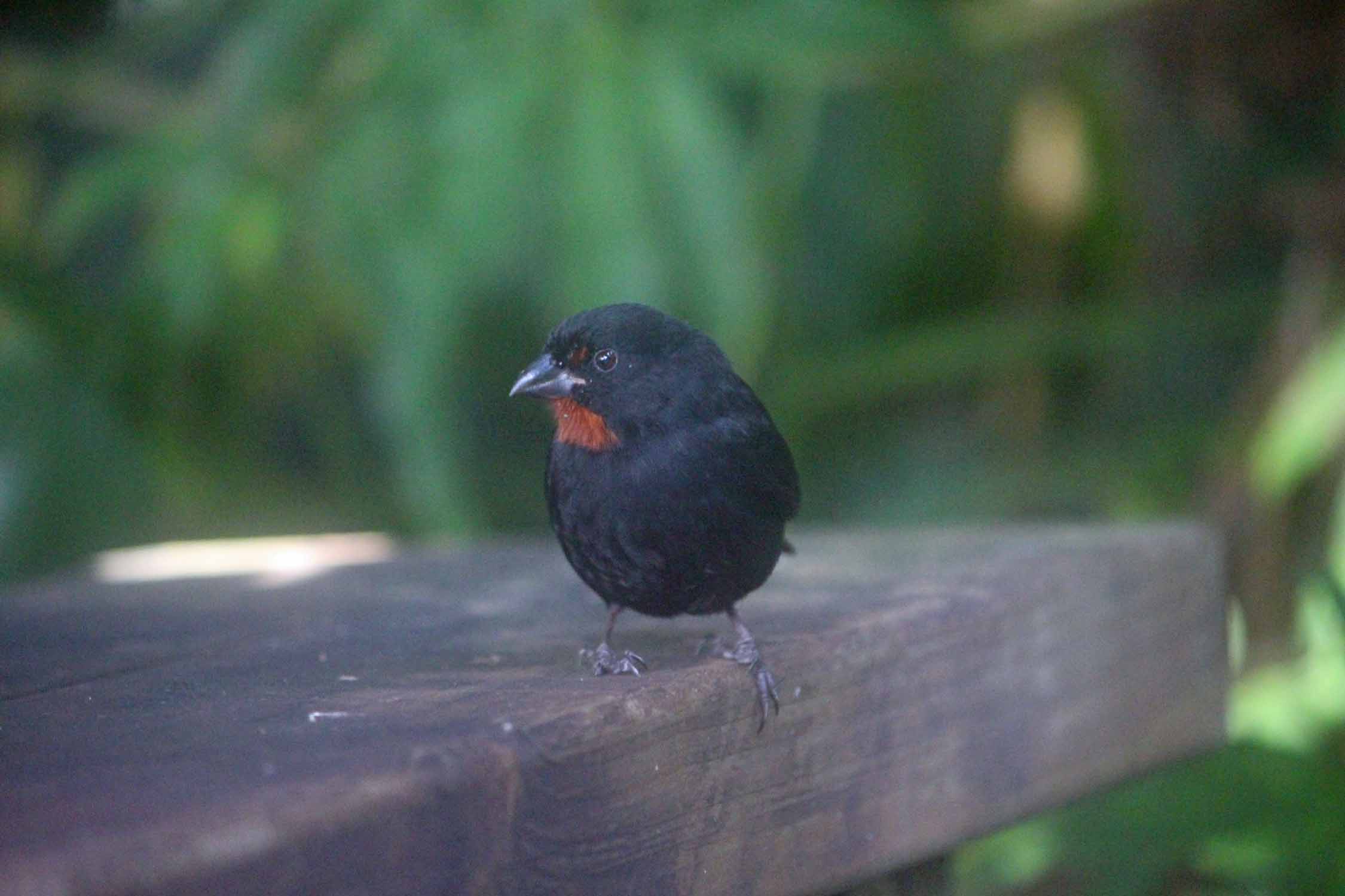 Oiseau sporophile rougegorge, Guadeloupe