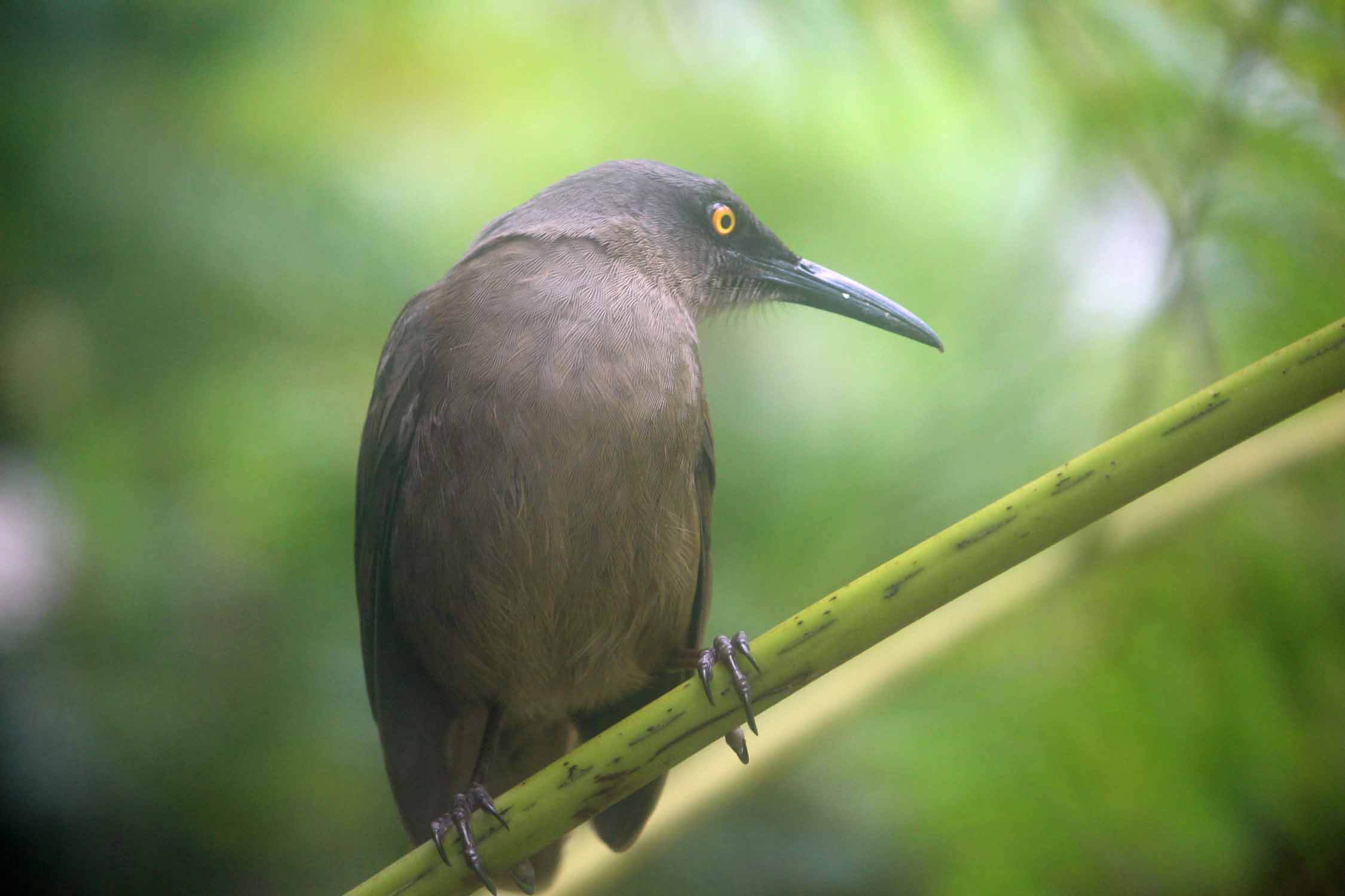 Oiseau trembleur brun, Guadeloupe