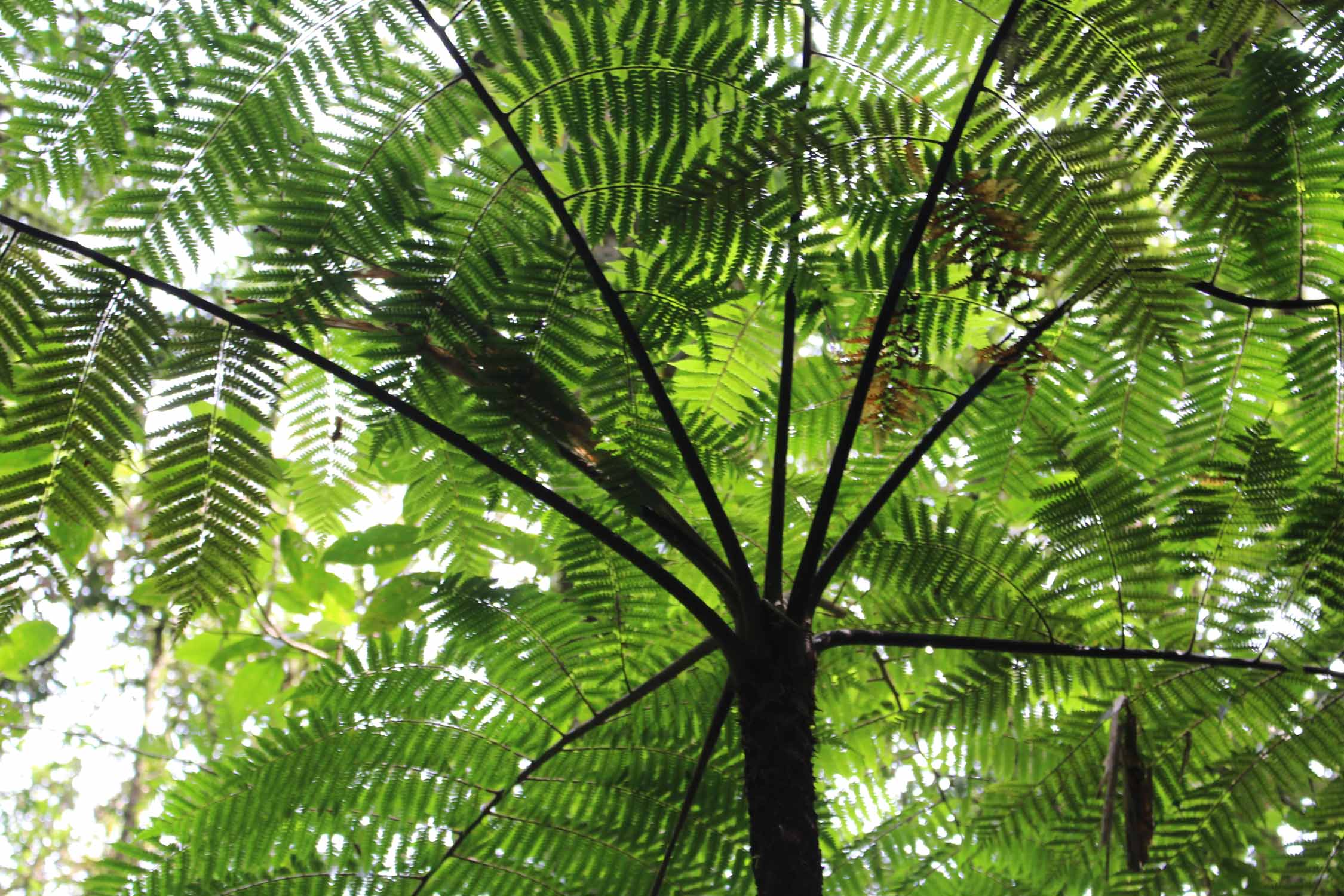 Fougère arborescente, Guadeloupe