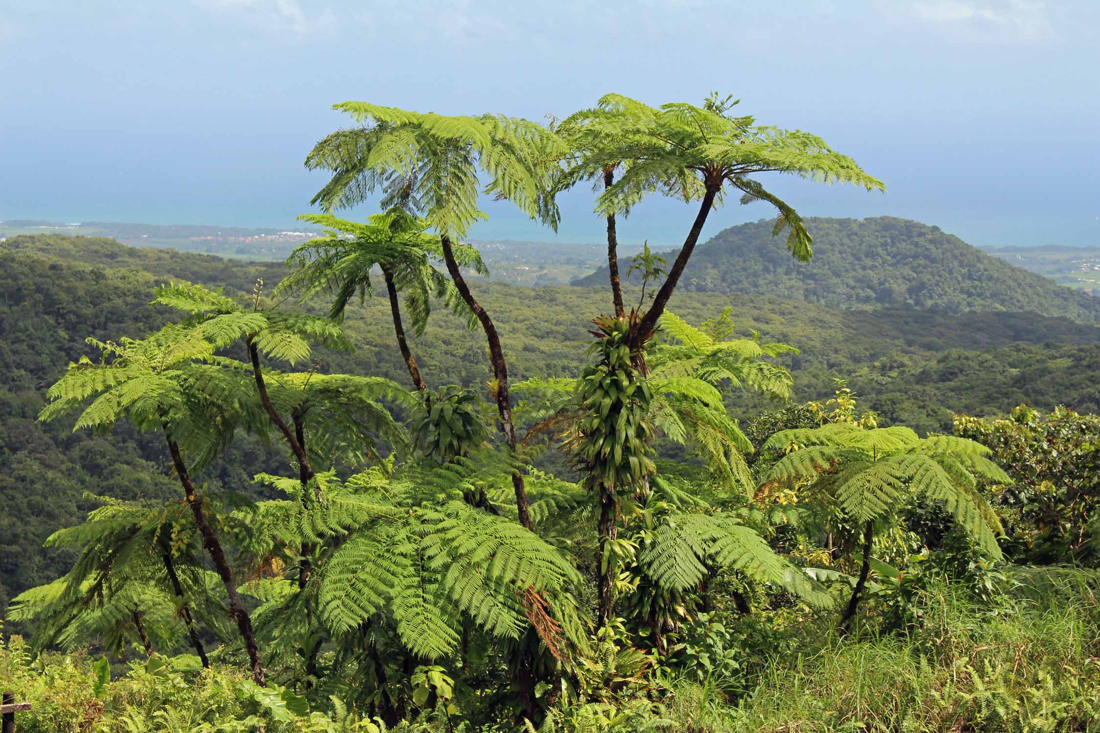 Paysage, Capesterre-Belle-Eau