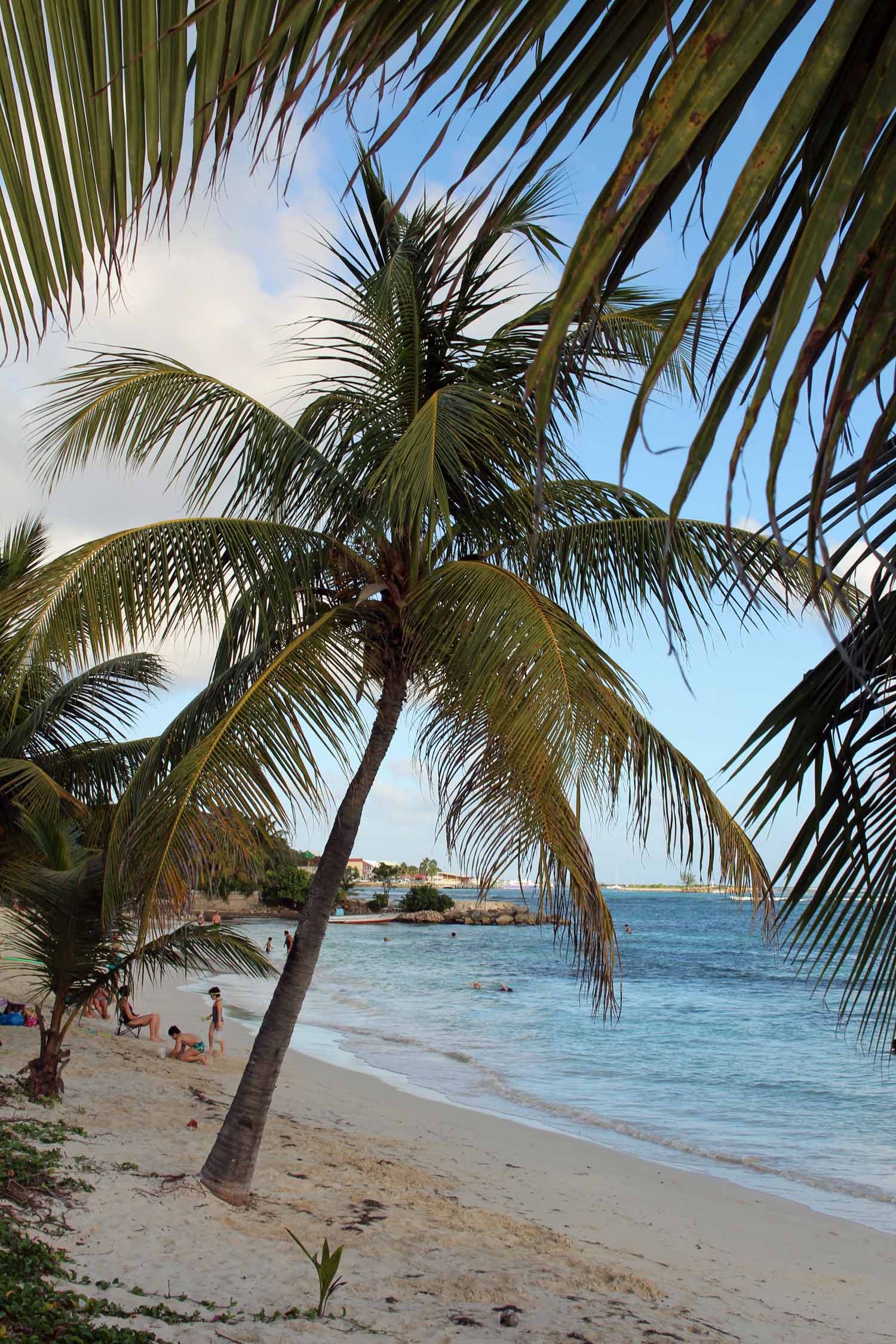 Plage de Saint-François, palmier