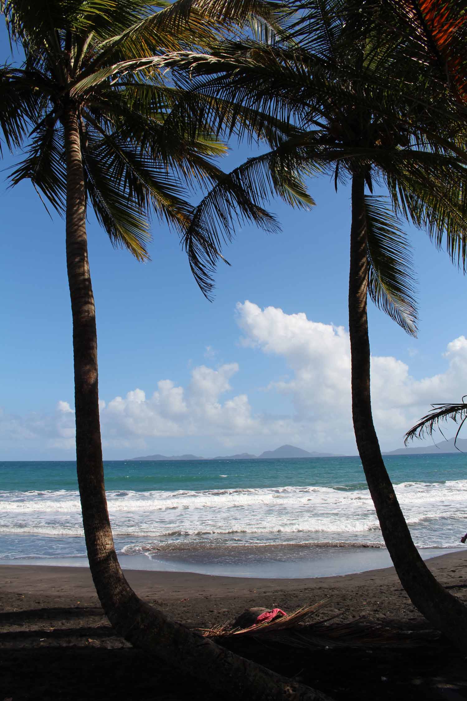 Trois-Rivières, Guadeloupe, plage de la Grande-Anse, palmiers