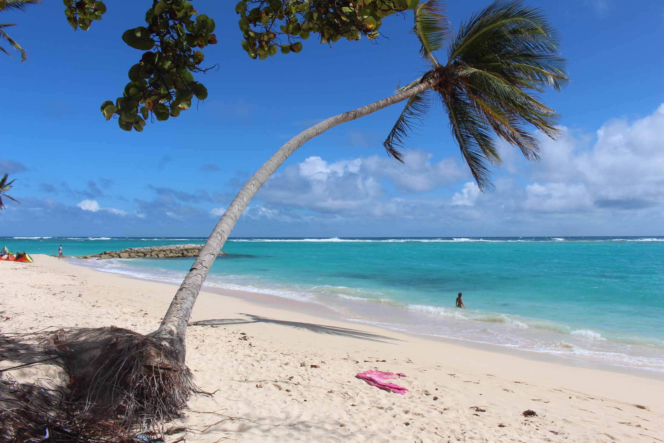 Marie-Galante, plage de la Feuillère, palmiers