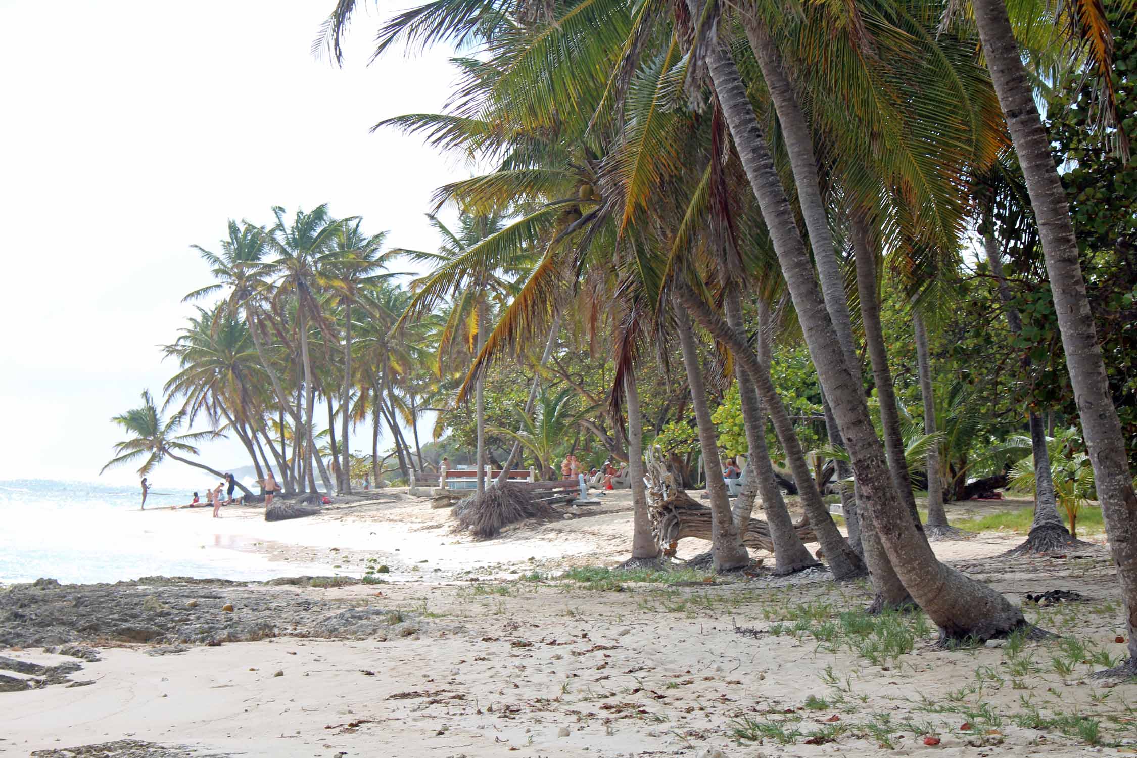 Palmiers Marie-Galante, plage de la Feuillère