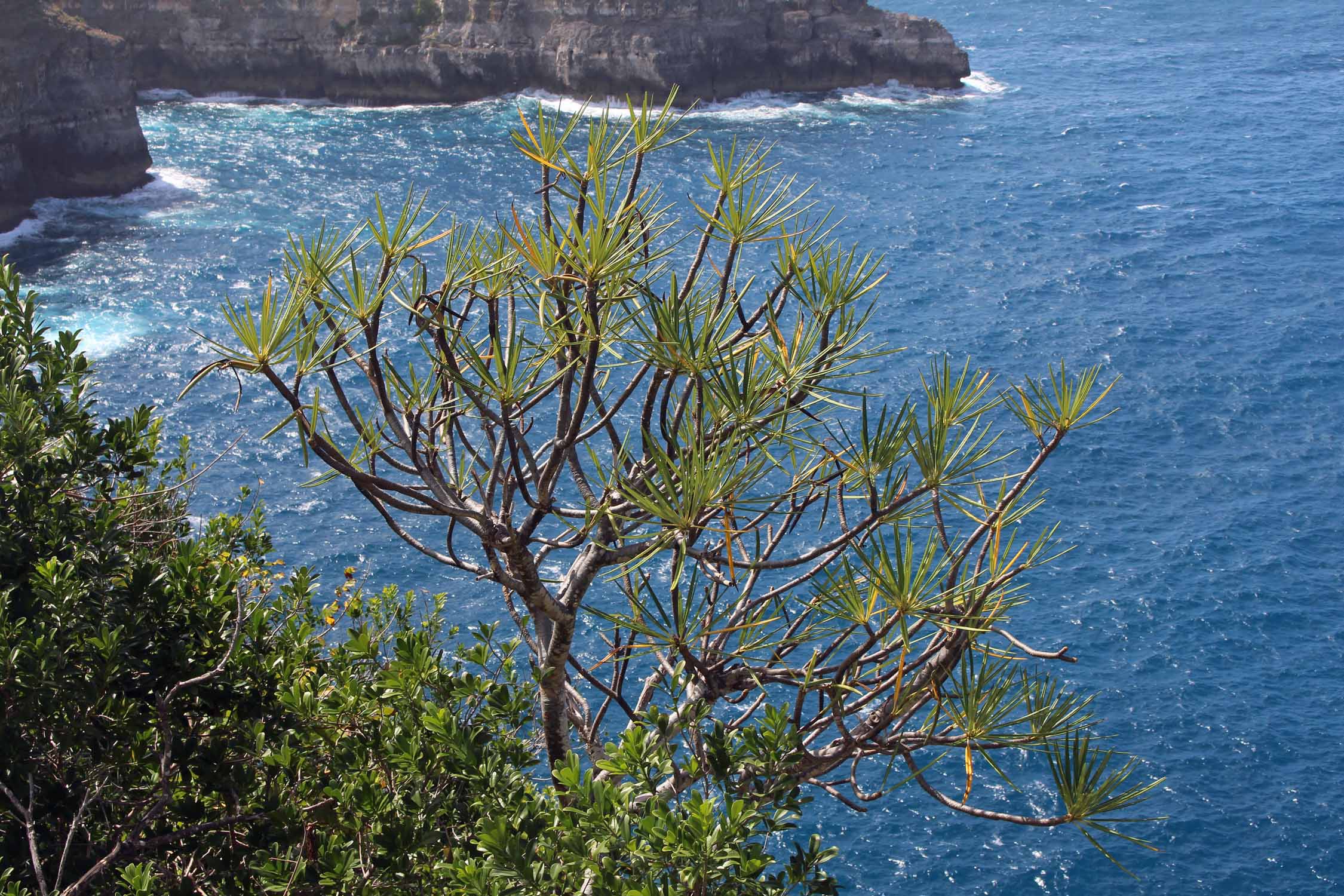 Pointe de la Grande-Vigie, arbre