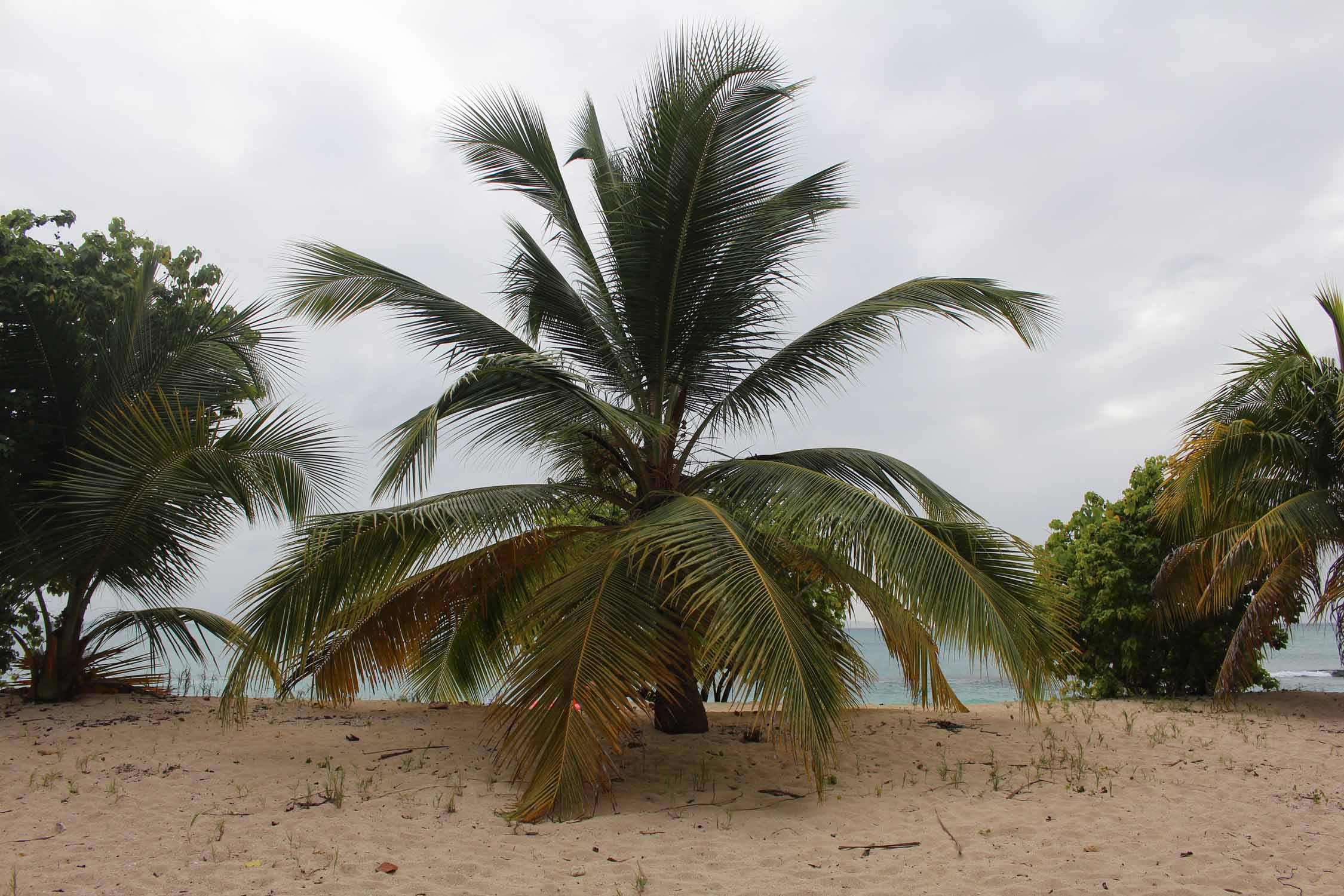 Guadeloupe, Port-Louis, plage, palmier